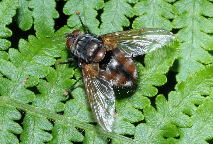 Nemoraea pellucida